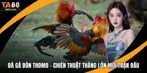 Đá Gà Đòn Thomo - Chiến Thuật Thắng Lớn Mọi Trận Đấu