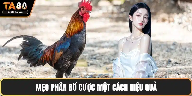 Mẹo phân bổ cược một cách hiệu quả