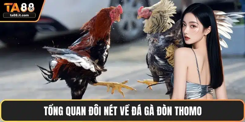 Tổng quan đôi nét về đá gà đòn Thomo